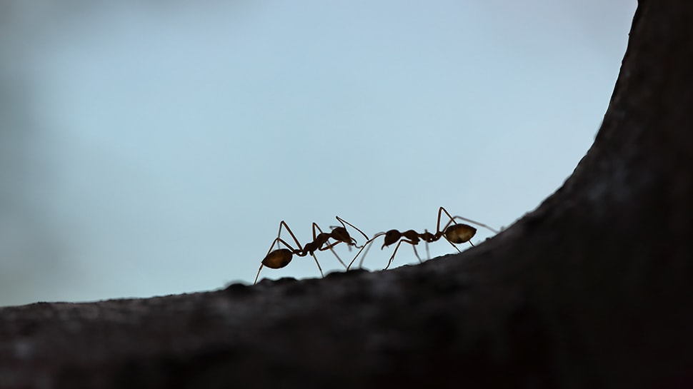 evdeki karıncalardan nasıl kurtulunur