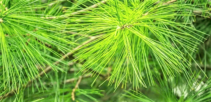 çam yaprağı şurubu