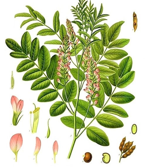 meyan kökü