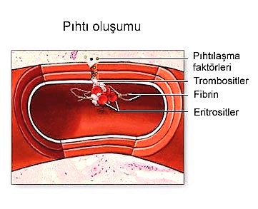 kan pıhtılaşması