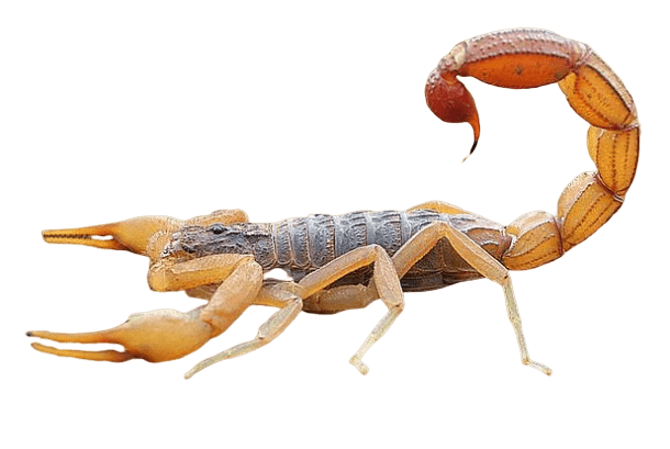 Rüyada Akrep Görmek Nasıl Yorumlanır? - Güzel Bilgiler