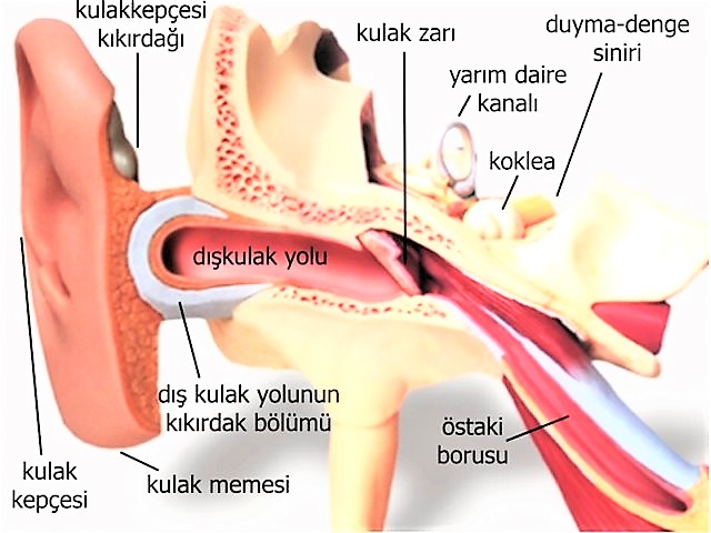 kulak yapısı