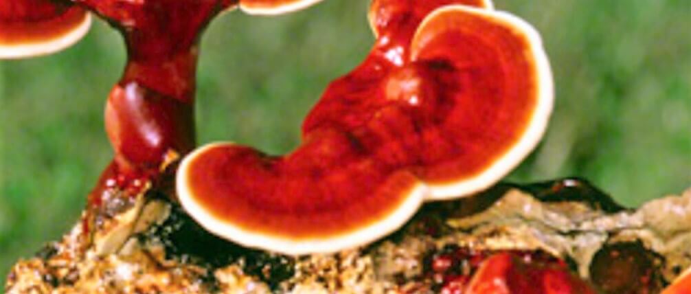 reishi mantarı