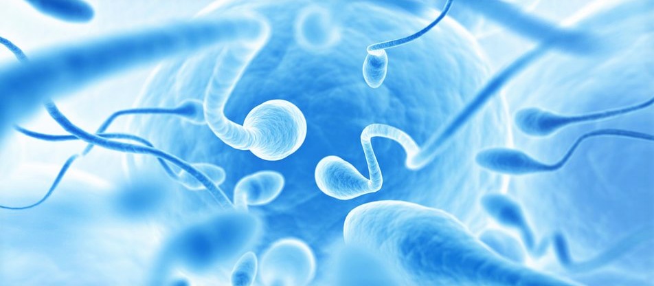 sperm testi