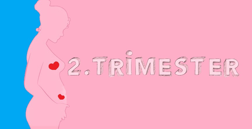 2. trimester