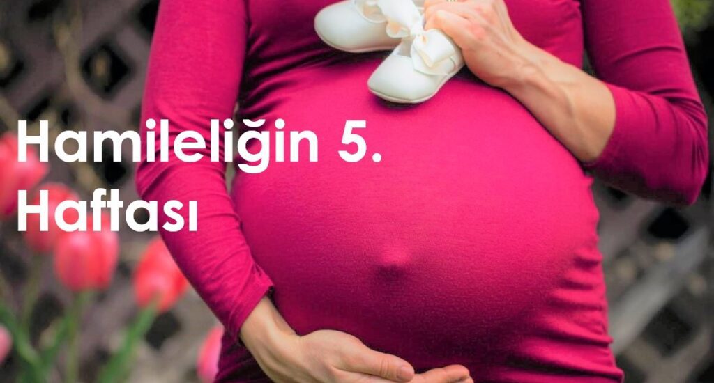 5 haftalık hamilelik